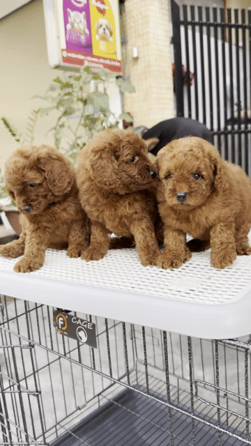 Chó Poodle Nâu đỏ Sẵn Tại 04 Bàu Năng 1. Mua bán Chó tại Quận Liên Chiểu Đà Nẵng được đăng bởi Pet House hình 1