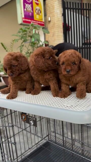 Chó Poodle Nâu đỏ Sẵn Tại 04 Bàu Năng 1. Mua bán Chó tại Quận Liên Chiểu Đà Nẵng được đăng bởi Pet House hình 1