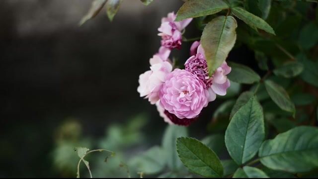 Máy ảnh fujifilm X-A5.1 lens kit, 2 len ttartisan. Mua bán Máy ảnh, Máy quay tại Huyện Yên Thế Bắc Giang được đăng bởi Ngọc Mai hình 1