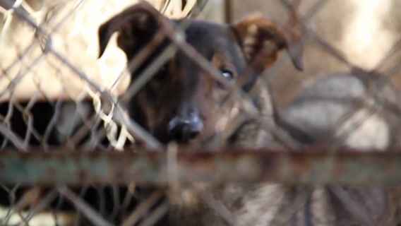 Un métier qui a du chien !