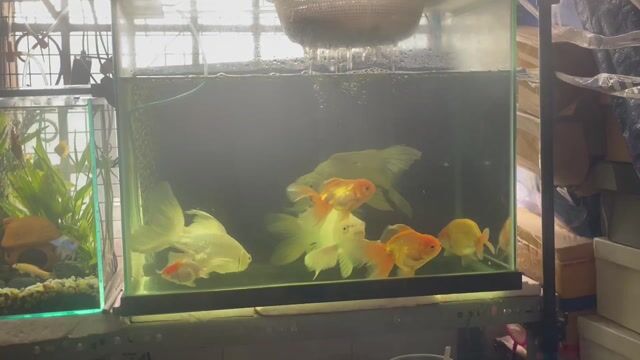 Cá chép phi tần Cửu cáp 27cm. Mua bán Thú cưng khác tại Quận 7 Tp Hồ Chí Minh được đăng bởi Khánh Nguyễn hình 1