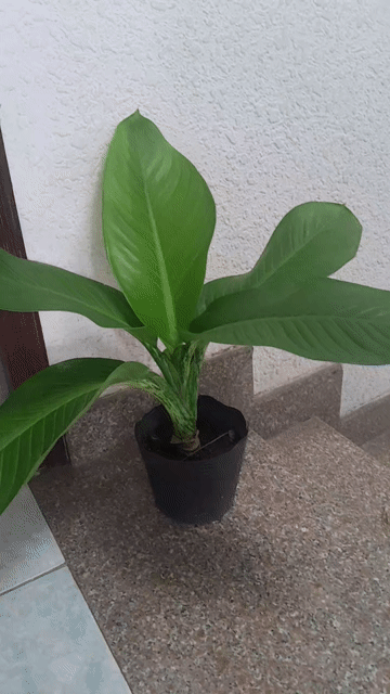 Cây Đại Phú Gia trồng phong thủy.... Mua bán Cây cảnh, đồ trang trí tại Quận Phú Nhuận Tp Hồ Chí Minh được đăng bởi Thanh Ngoc hình 1