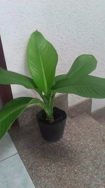 Cây Đại Phú Gia trồng phong thủy.... Mua bán Cây cảnh, đồ trang trí tại Quận Phú Nhuận Tp Hồ Chí Minh được đăng bởi Thanh Ngoc hình 1