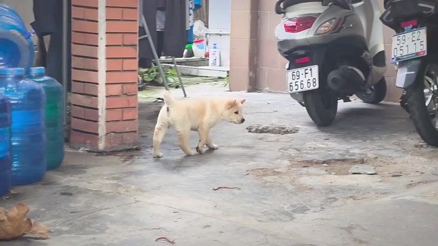 Chó Mông Cộc Đực Trắng Kem + Lưỡi Đốm Chuẩn Giống. Mua bán Chó tại Quận Gò Vấp Tp Hồ Chí Minh được đăng bởi Shop SH Và Chó Cộc Sài Gòn hình 1