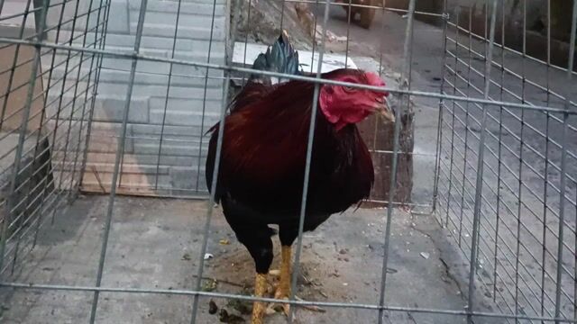 Gà nọc 3.3kg. Mua bán Gà tại Quận Bình Thạnh Tp Hồ Chí Minh được đăng bởi trai gà tre giá sv hình 1