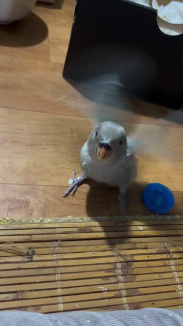 Vẹt Lovebird 2 tháng Xám xanh. Mua bán Chim tại Quận Đống Đa Hà Nội được đăng bởi Tina Ruly hình 1