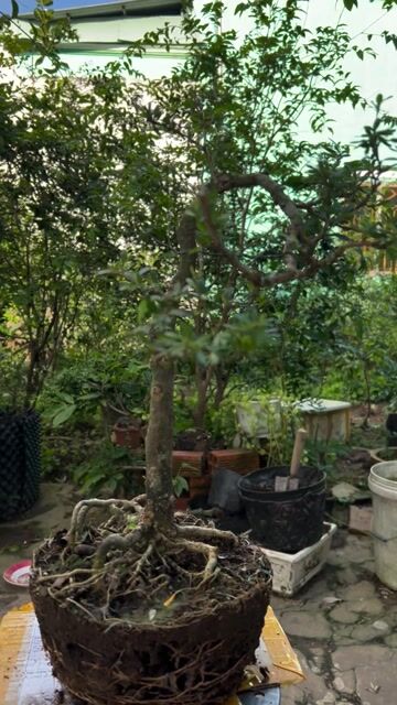 Cây cảnh Linh sam dáng đẹp lá nhỏ tím. Mua bán Cây cảnh, đồ trang trí tại Quận Cái Răng Cần Thơ được đăng bởi Cây Cảnh Giá Rẻ hình 1