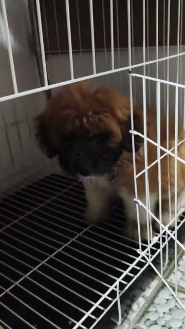 Chó Poodle Lai 2 tháng tuổi. Mua bán Chó tại Quận Cẩm Lệ Đà Nẵng được đăng bởi P H D hình 1