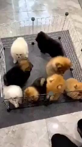 chó Phốc sóc thuần chủng ( Pomeranian ) nhiều màu. Mua bán Chó tại Quận Hoàn Kiếm Hà Nội được đăng bởi Bông Xù hình 1