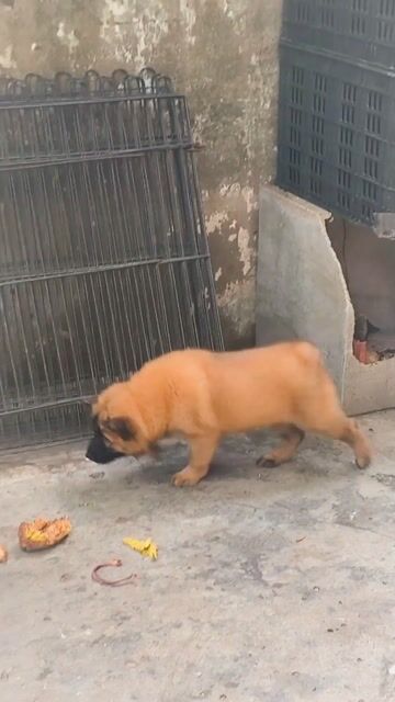 Chó Mông Cộc Đực Vàng Đậm Mặt Đen Lưỡi Đen Khôn. Mua bán Chó tại Quận Gò Vấp Tp Hồ Chí Minh được đăng bởi Shop SH Và Chó Cộc Sài Gòn hình 1