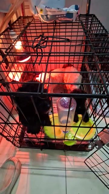 Chó Poodle đực 2 tháng tuổi. Mua bán Chó tại Thành phố Thủ Đức Tp Hồ Chí Minh được đăng bởi  Lý Anh Tuấn hình 1