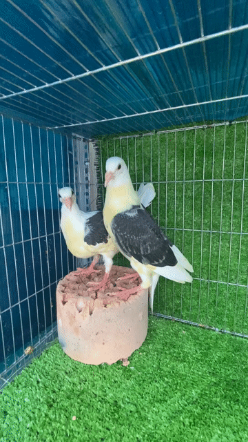 Chim cảnh đủ màu trống mái. Mua bán Chim tại Quận Tân Bình Tp Hồ Chí Minh được đăng bởi Tiến hình 1