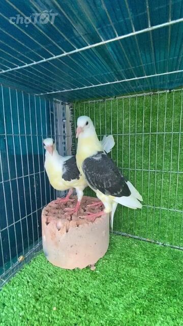 Chim cảnh đủ màu trống mái. Mua bán Chim tại Quận Tân Bình Tp Hồ Chí Minh được đăng bởi Tiến hình 1