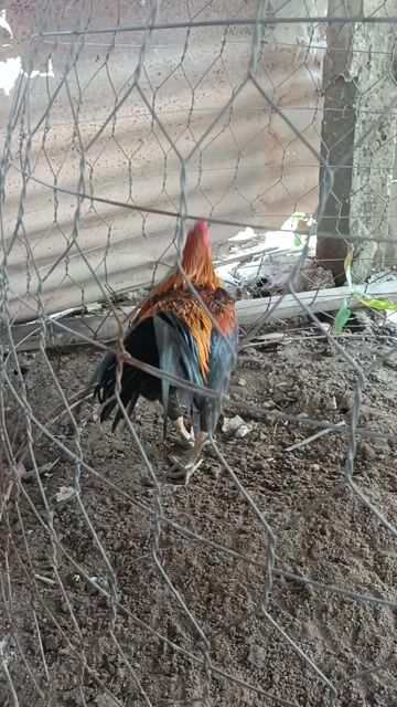 Gà tre 1.4kg Đực. Mua bán Gà tại Huyện Phong Điền Cần Thơ được đăng bởi Tuan ga da hình 1