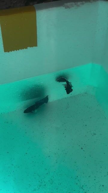Cá betta Dumbo Đỏ, Xanh 4 con. Mua bán Thú cưng khác tại Quận Gò Vấp Tp Hồ Chí Minh được đăng bởi Tùng hình 1