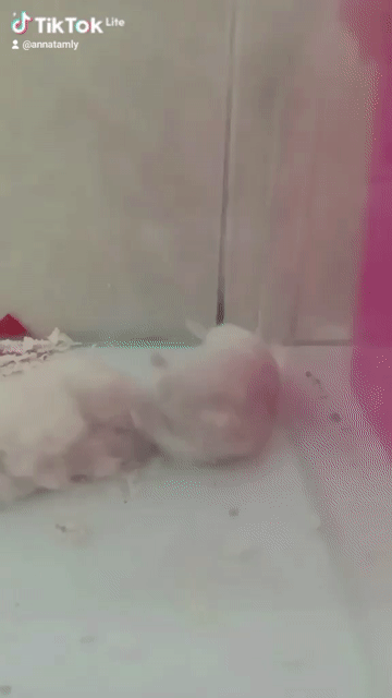 Chuột Hamster 🐭🐭. Mua bán Thú cưng khác tại Thành phố Thủ Đức Tp Hồ Chí Minh được đăng bởi Thanh Tam hình 1