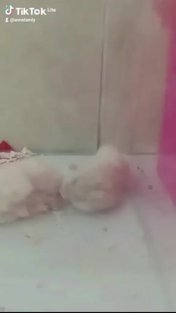 Chuột Hamster 🐭🐭. Mua bán Thú cưng khác tại Thành phố Thủ Đức Tp Hồ Chí Minh được đăng bởi Thanh Tam hình 1