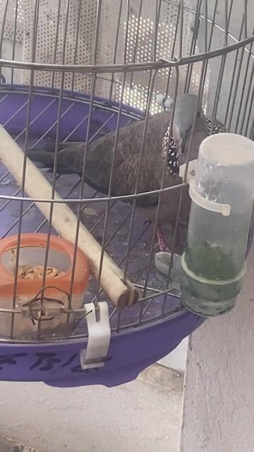 Chim cu cái đã đẻ trứng. Mua bán Chim tại Quận Hà Đông Hà Nội được đăng bởi vuvan hình 1