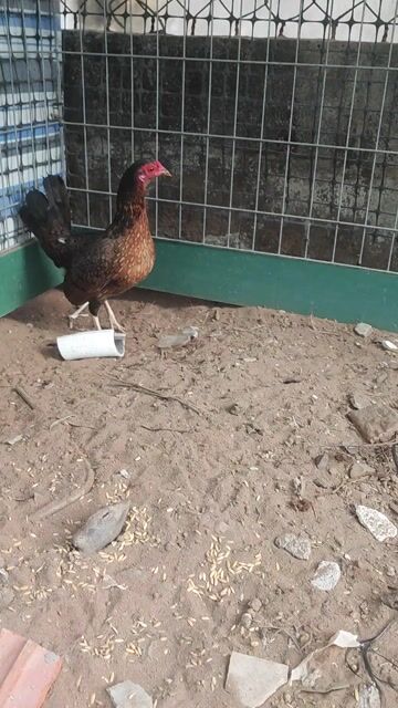 Gà mái tre 1 ký. Mua bán Gà tại Huyện Chợ Gạo Tiền Giang được đăng bởi vinh hình 1