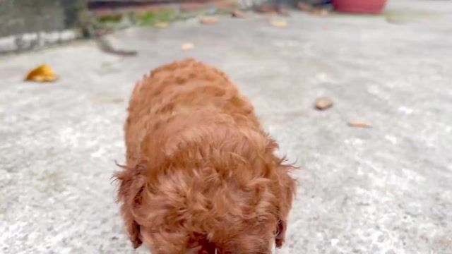 Chó Poodle nâu đỏ bé cai teacup. Mua bán Chó tại Quận 12 Tp Hồ Chí Minh được đăng bởi Lâm Lê hình 1