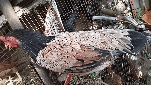 Gà mái khét 1.6kg chân xanh hai cựa mồng dâu. Mua bán Gà tại Quận 8 Tp Hồ Chí Minh được đăng bởi đại  hình 1