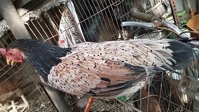 Gà mái khét 1.6kg chân xanh hai cựa mồng dâu. Mua bán Gà tại Quận 8 Tp Hồ Chí Minh được đăng bởi đại  hình 1