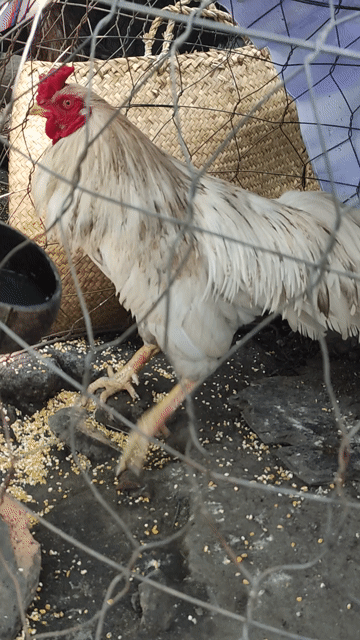 Gà bướm cú zin. Mua bán Gà tại Quận 10 Tp Hồ Chí Minh được đăng bởi Khoi hình 1