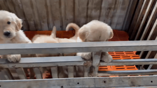 🐶 BÁN CHÓ GOLDEN CON – ĐÀN ĐẸP, GIÁ TỐT 🐶. Mua bán Chó tại Huyện Đức Trọng Lâm Đồng được đăng bởi Đoàn Lâm hình 1