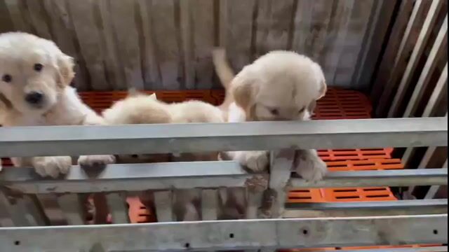 🐶 BÁN CHÓ GOLDEN CON – ĐÀN ĐẸP, GIÁ TỐT 🐶. Mua bán Chó tại Huyện Đức Trọng Lâm Đồng được đăng bởi Đoàn Lâm hình 1