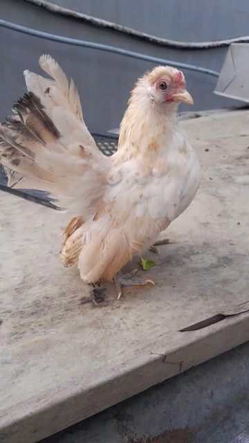 Gà cảnh Cái Trắng kem. Mua bán Gà tại Huyện Trảng Bom Đồng Nai được đăng bởi Lý Giểng hình 1