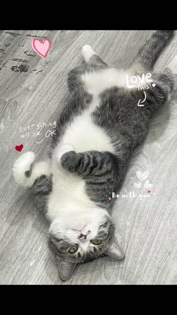 Mèo cái màu Trắng, Xám. Mua bán Mèo tại Quận Bình Tân Tp Hồ Chí Minh được đăng bởi Pk Điện Thoại Kim Chi hình 1