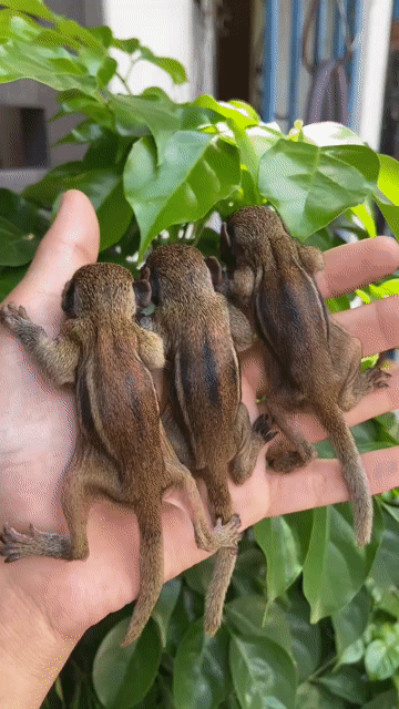 SÓC ĐẤT. Mua bán Thú cưng khác tại Quận Bình Tân Tp Hồ Chí Minh được đăng bởi Trần Nhi hình 1