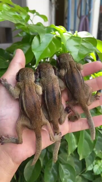 SÓC ĐẤT. Mua bán Thú cưng khác tại Quận Bình Tân Tp Hồ Chí Minh được đăng bởi Trần Nhi hình 1