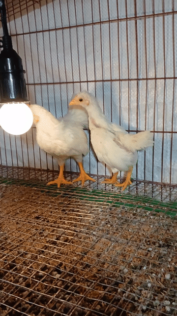 Gà tre Trắng trống 2 tháng làm cảnh. Mua bán Gà tại Huyện Bình Chánh Tp Hồ Chí Minh được đăng bởi Thuận Nguyễn  hình 1