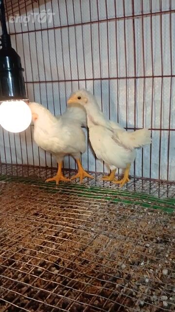 Gà tre Trắng trống 2 tháng làm cảnh. Mua bán Gà tại Huyện Bình Chánh Tp Hồ Chí Minh được đăng bởi Thuận Nguyễn  hình 1
