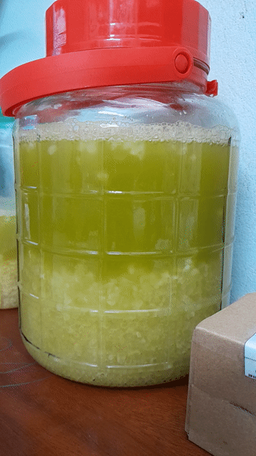 Nấm Kefir Trắng 30g. Mua bán Đồ ăn, thực phẩm và các loại khác tại Huyện Gia Lâm Hà Nội được đăng bởi moctraphan hình 1