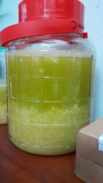 Nấm Kefir Trắng 30g. Mua bán Đồ ăn, thực phẩm và các loại khác tại Huyện Gia Lâm Hà Nội được đăng bởi moctraphan hình 1
