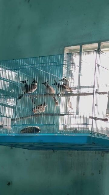 Chim chào mào trống 10 con. Mua bán Chim tại Thành phố Thủ Dầu Một Bình Dương được đăng bởi Lợi hình 1