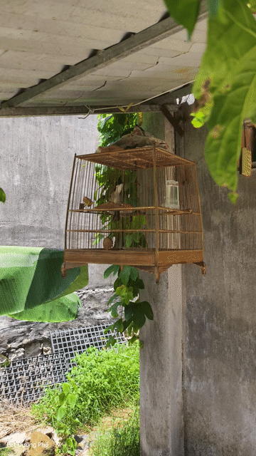 Chim chào mào Hót xổ cả ngày lồng Tre KTL. Mua bán Chim tại Thị xã Phú Mỹ Bà Rịa - Vũng Tàu được đăng bởi Lâm Đức hình 1