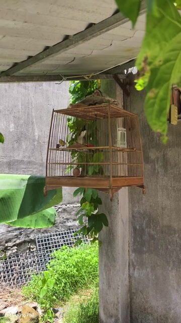 Chim chào mào Hót xổ cả ngày lồng Tre KTL. Mua bán Chim tại Thị xã Phú Mỹ Bà Rịa - Vũng Tàu được đăng bởi Lâm Đức hình 1