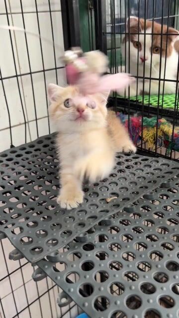 Sale cho em Mèo Tai cụp Golden đực cuối đàn. Mua bán Mèo tại Quận 11 Tp Hồ Chí Minh được đăng bởi Ngọc Ngọc Meow hình 1