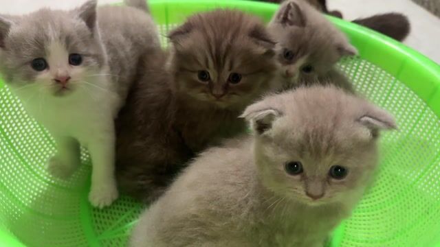 Mèo Tai cụp, tai thẳng đã tập ăn. Mua bán Mèo tại Quận Long Biên Hà Nội được đăng bởi Mai Anh Mèo hình 1