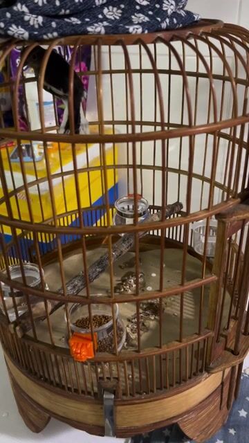 Chim choe than trống. Mua bán Chim tại Thành phố Thủ Đức Tp Hồ Chí Minh được đăng bởi Tánh Võ hình 1