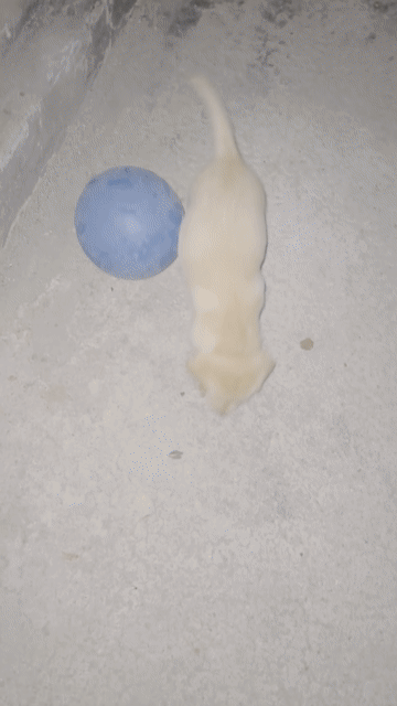 chó labrado cần nhượng lại. Mua bán Chó tại Huyện Nhơn Trạch Đồng Nai được đăng bởi Hjen hình 1