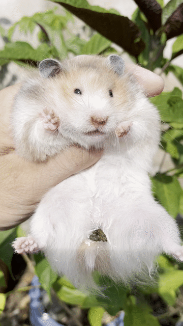 Hamster bear tạng to thuần trung form to dáng đẹp. Mua bán Thú cưng khác tại Huyện Củ Chi Tp Hồ Chí Minh được đăng bởi Đặng Anh Thoại hình 1