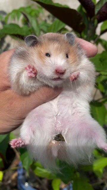 Hamster bear tạng to thuần trung form to dáng đẹp. Mua bán Thú cưng khác tại Huyện Củ Chi Tp Hồ Chí Minh được đăng bởi Đặng Anh Thoại hình 1