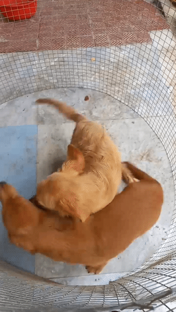 Chó Golden Retriever Vàng 4 tháng. Mua bán Chó tại Quận Đống Đa Hà Nội được đăng bởi Tùng Lâm corgi hình 1