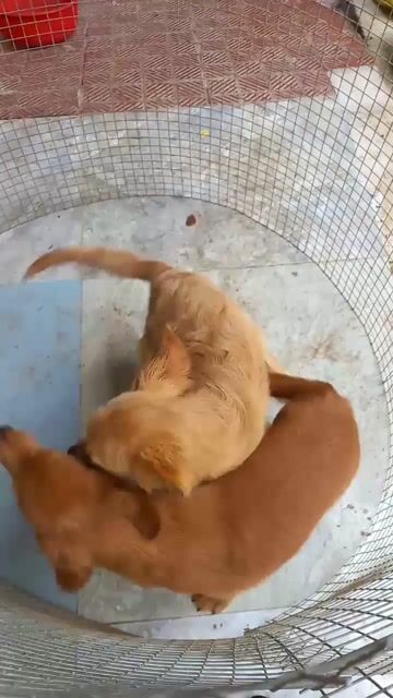 Chó Golden Retriever Vàng 4 tháng. Mua bán Chó tại Quận Đống Đa Hà Nội được đăng bởi Tùng Lâm corgi hình 1