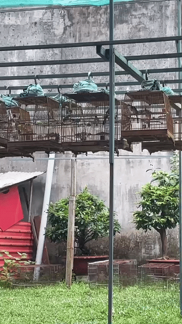 Chim chào mào mùa 2. Mua bán Chim tại Huyện Hóc Môn Tp Hồ Chí Minh được đăng bởi Họ Và Tên hình 1