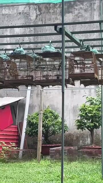 Chim chào mào mùa 2. Mua bán Chim tại Huyện Hóc Môn Tp Hồ Chí Minh được đăng bởi Họ Và Tên hình 1
